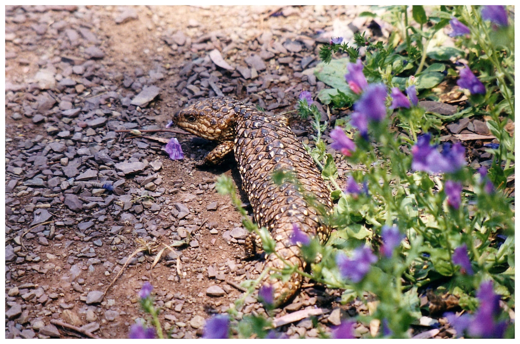 03 - The Flinders Ranges (7).jpg